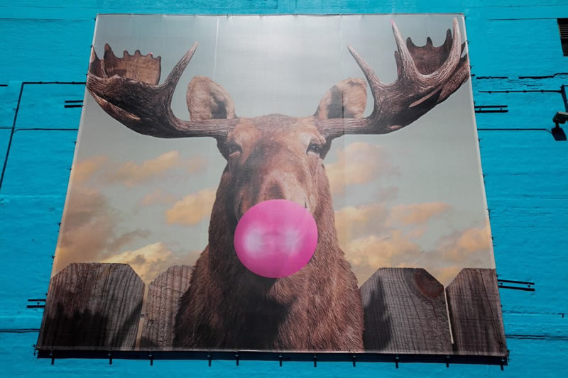 Moose Bubblegum Bubble (Artist Credit: Jacob Watts)